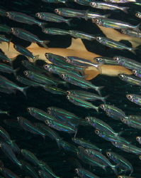 Shark Hunting behind a fish curtain by Spencer Burrows 